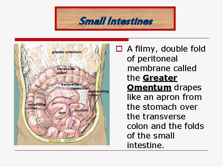 Small Intestines o A filmy, double fold of peritoneal membrane called the Greater Omentum