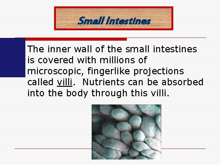 Small Intestines o The inner wall of the small intestines is covered with millions