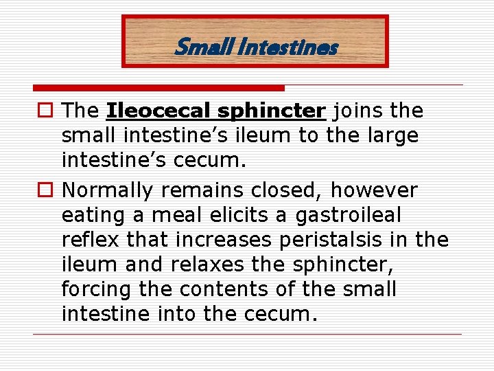 Small Intestines o The Ileocecal sphincter joins the small intestine’s ileum to the large