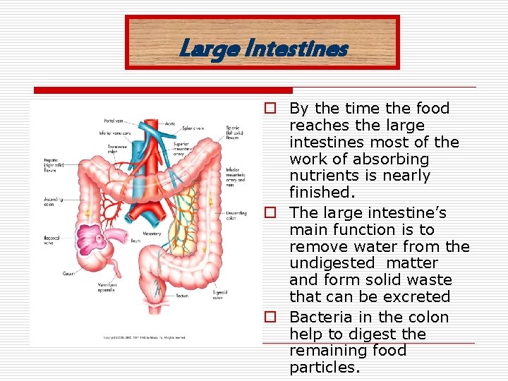 Large Intestines o o By the time the food reaches the large intestines most