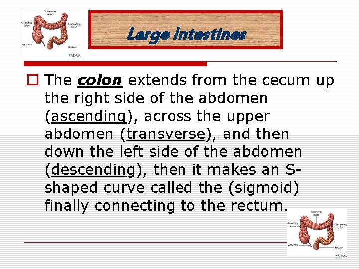 Large Intestines o The colon extends from the cecum up the right side of