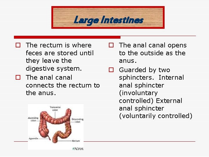 Large Intestines o The rectum is where feces are stored until they leave the