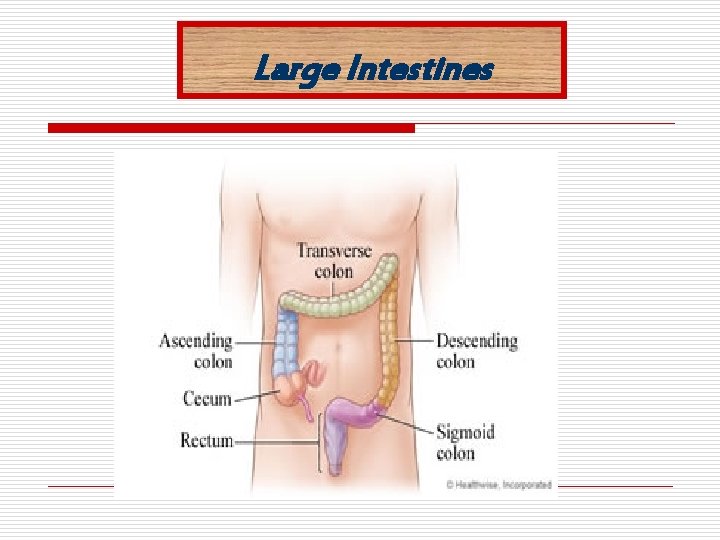 Large Intestines 