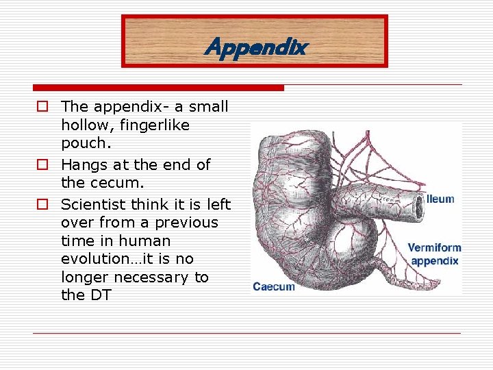 Appendix o The appendix- a small hollow, fingerlike pouch. o Hangs at the end