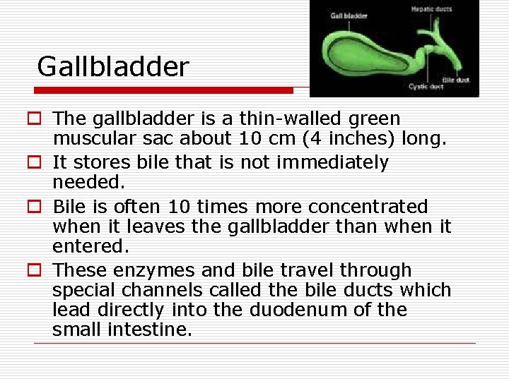 Gallbladder o The gallbladder is a thin-walled green muscular sac about 10 cm (4