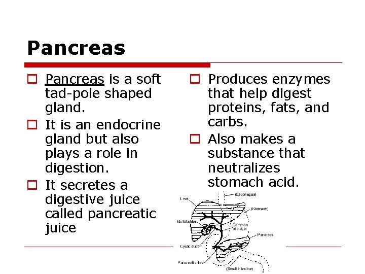 Pancreas o Pancreas is a soft tad-pole shaped gland. o It is an endocrine