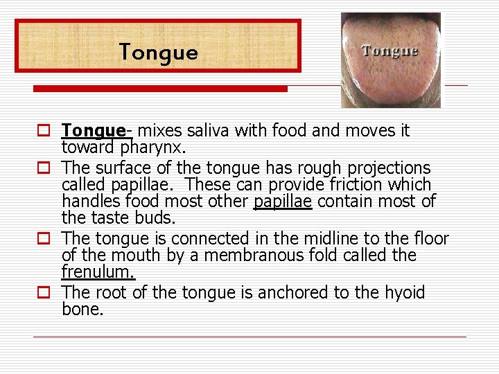 Tongue o Tongue- mixes saliva with food and moves it toward pharynx. o The