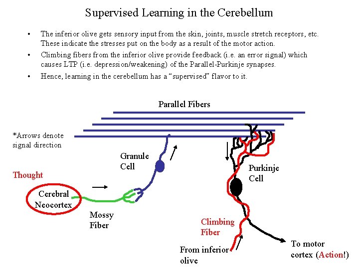 Supervised Learning in the Cerebellum • • • The inferior olive gets sensory input