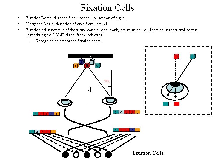 Fixation Cells • • • Fixation Depth: distance from nose to intersection of sight.