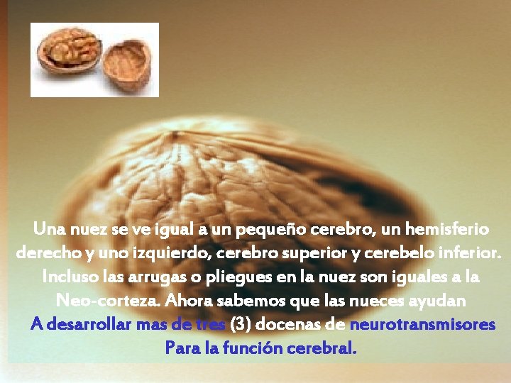 Una nuez se ve igual a un pequeño cerebro, un hemisferio derecho y uno