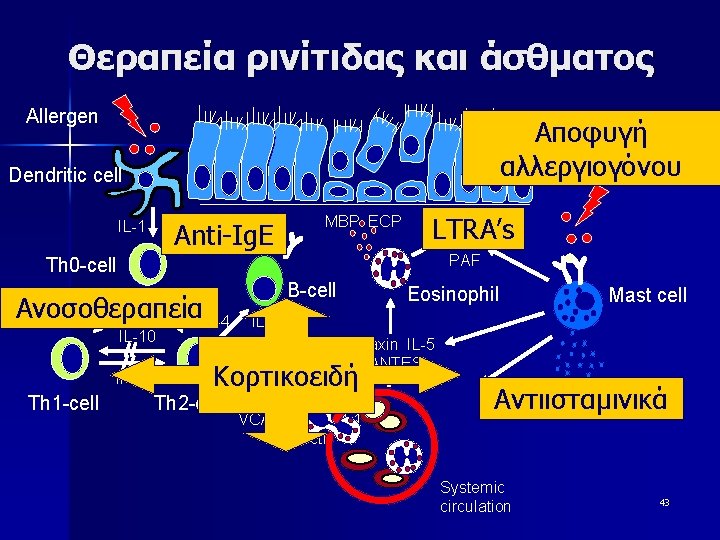 Θεραπεία ρινίτιδας και άσθματος Allergen Αποφυγή αλλεργιογόνου Dendritic cell MBP ECP Ig. E Anti-Ig.