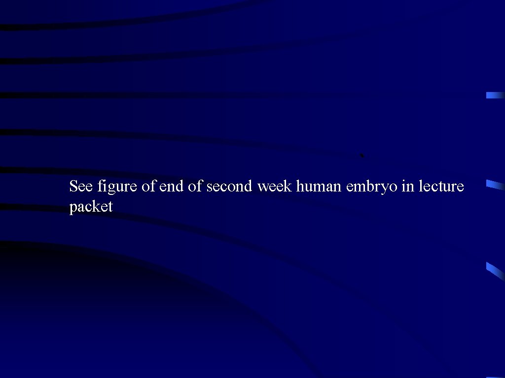 See figure of end of second week human embryo in lecture packet 