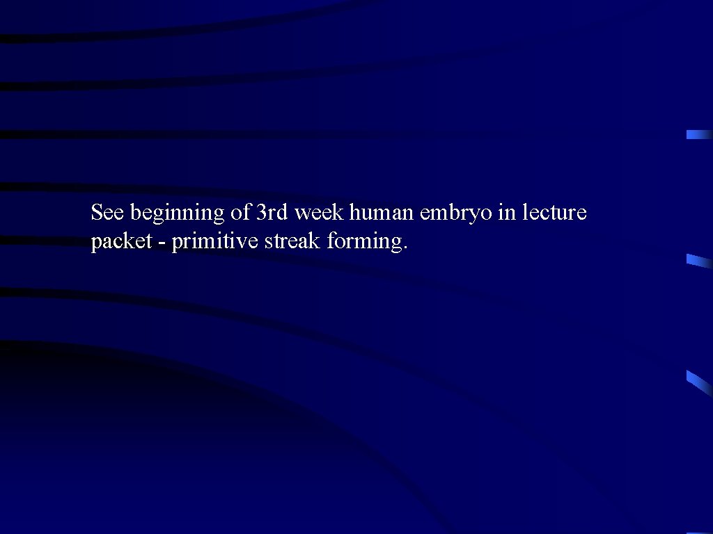 See beginning of 3 rd week human embryo in lecture packet - primitive streak