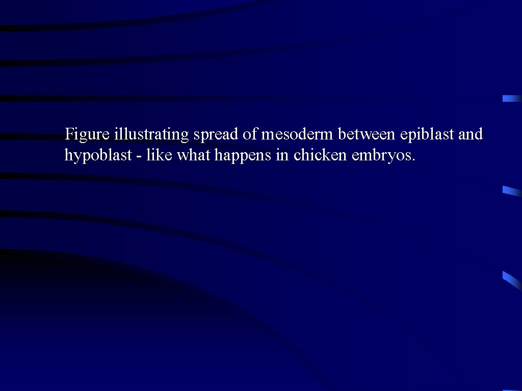 Figure illustrating spread of mesoderm between epiblast and hypoblast - like what happens in