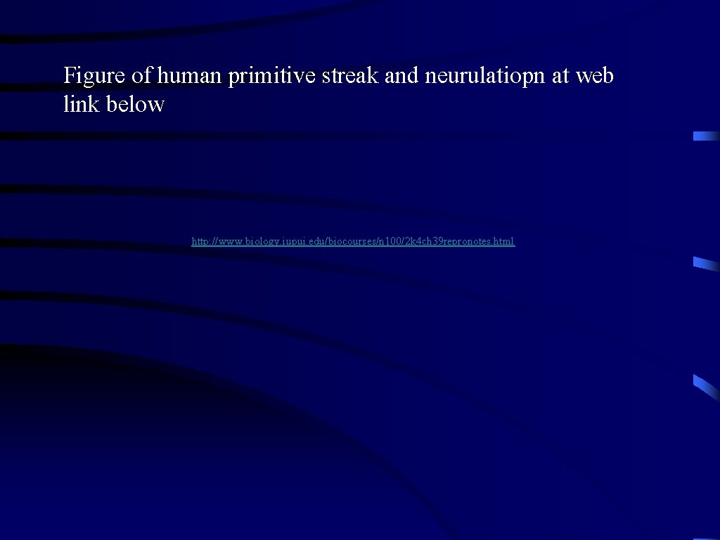 Figure of human primitive streak and neurulatiopn at web link below http: //www. biology.