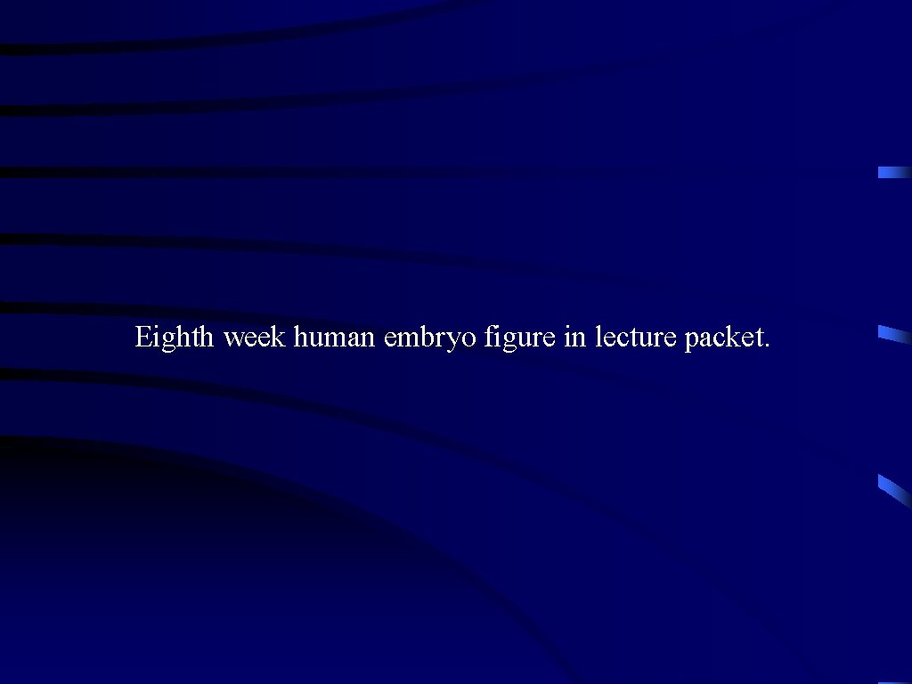 Eighth week human embryo figure in lecture packet. 