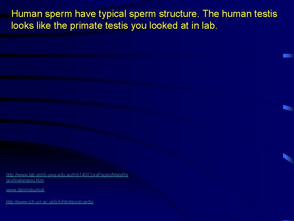 Human sperm have typical sperm structure. The human testis looks like the primate testis