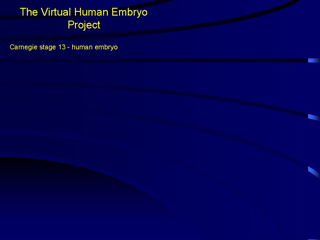 The Virtual Human Embryo Project Carnegie stage 13 - human embryo 