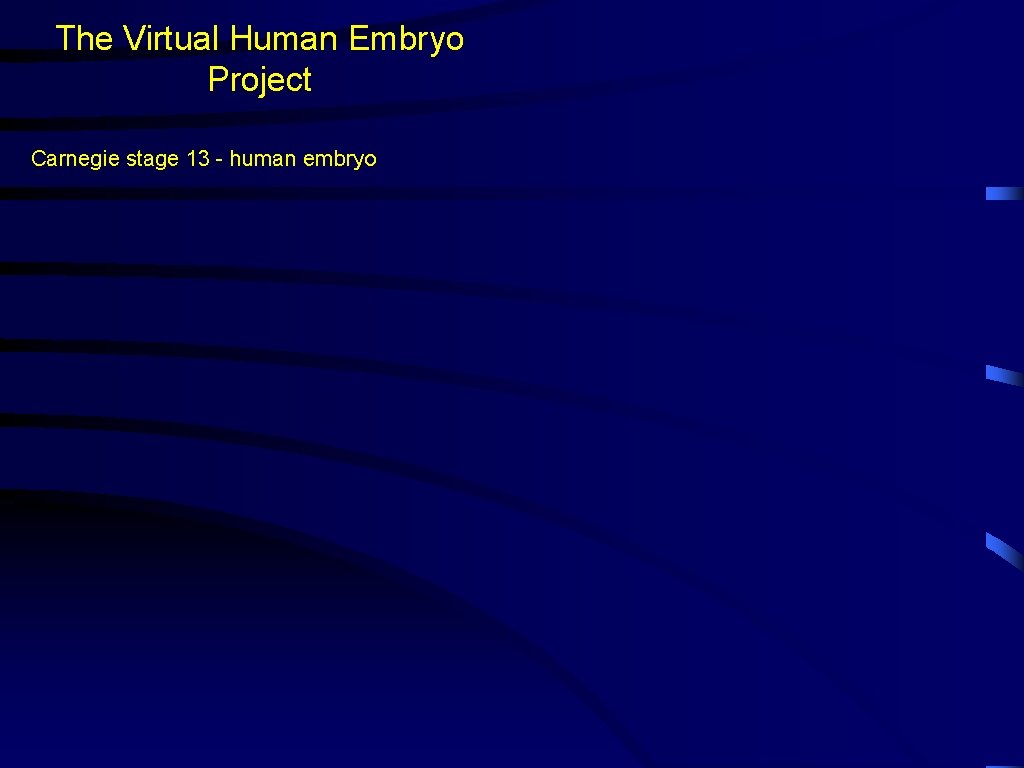 The Virtual Human Embryo Project Carnegie stage 13 - human embryo 
