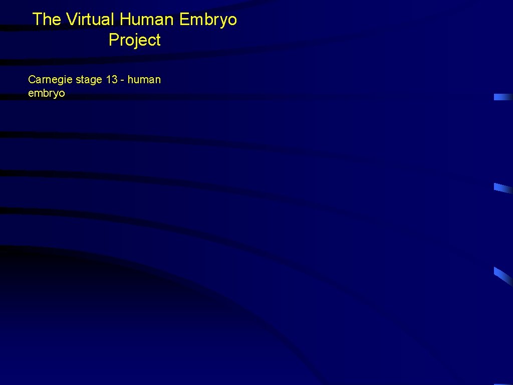 The Virtual Human Embryo Project Carnegie stage 13 - human embryo 