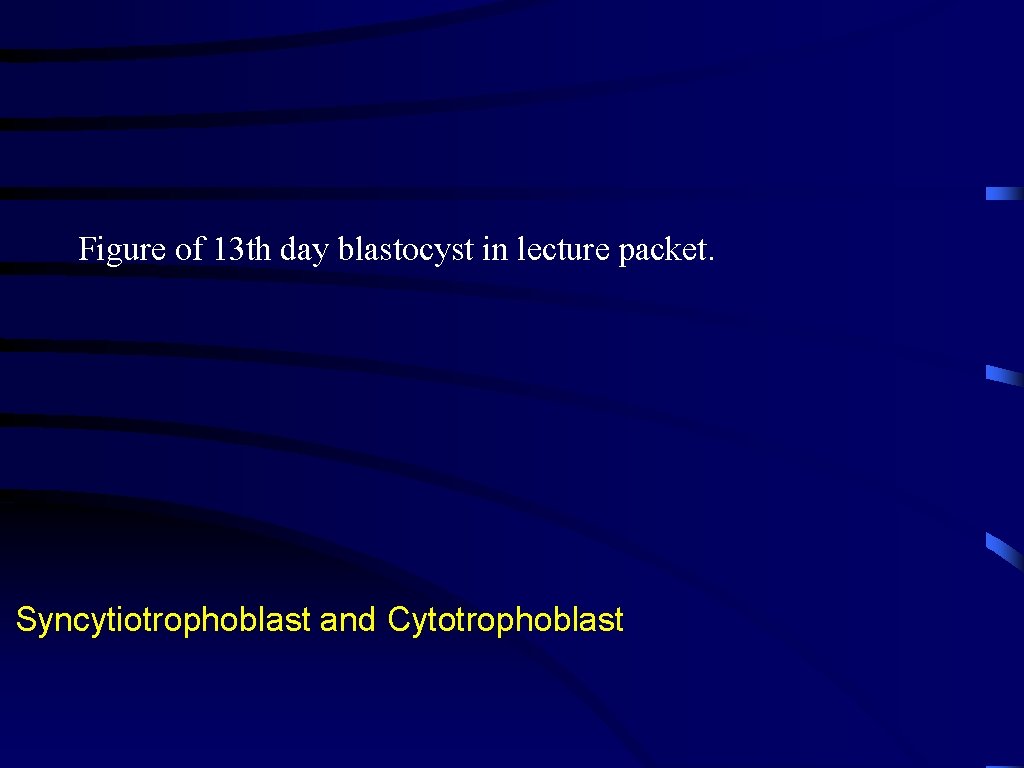 Figure of 13 th day blastocyst in lecture packet. Syncytiotrophoblast and Cytotrophoblast 