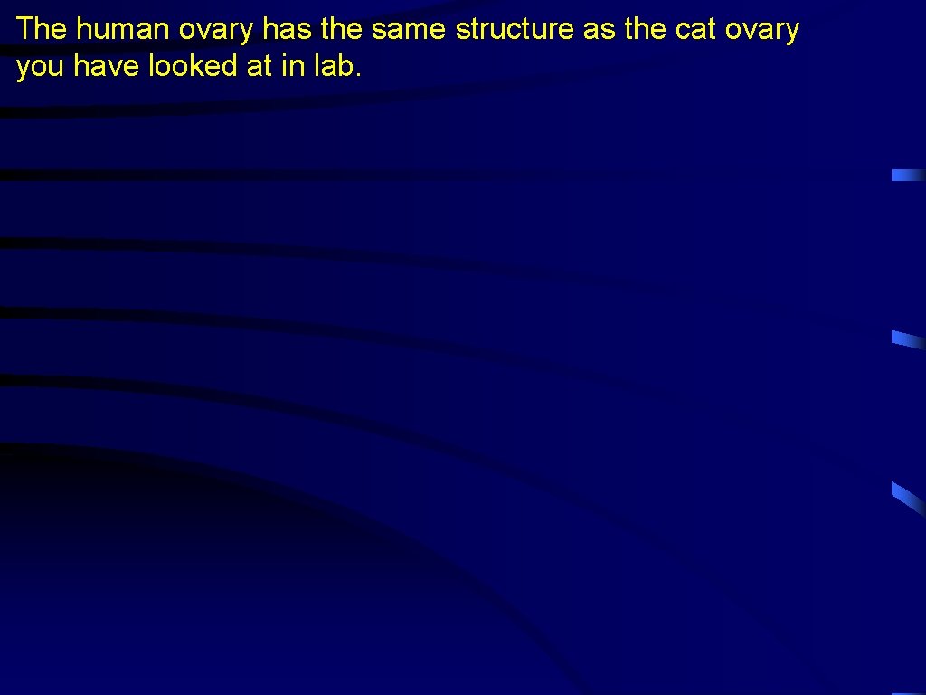 The human ovary has the same structure as the cat ovary you have looked