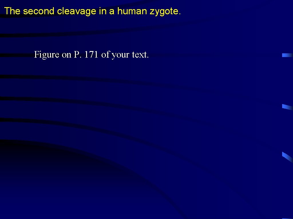 The second cleavage in a human zygote. Figure on P. 171 of your text.