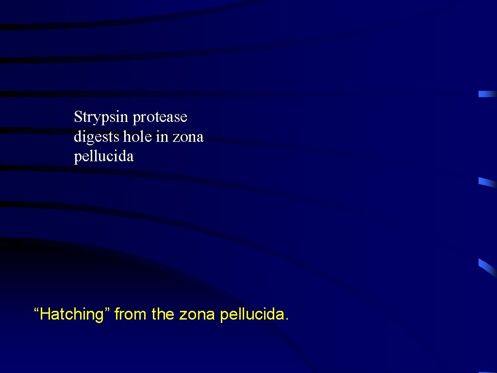 Strypsin protease digests hole in zona pellucida “Hatching” from the zona pellucida. 