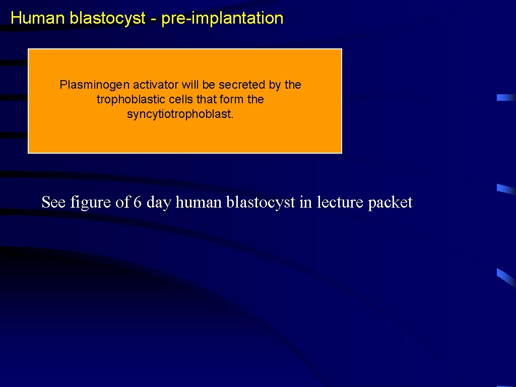 Human blastocyst - pre-implantation Plasminogen activator will be secreted by the trophoblastic cells that