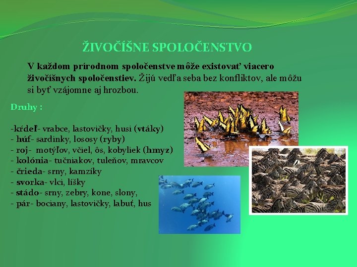 ŽIVOČÍŠNE SPOLOČENSTVO V každom prírodnom spoločenstve môže existovať viacero živočíšnych spoločenstiev. Žijú vedľa seba