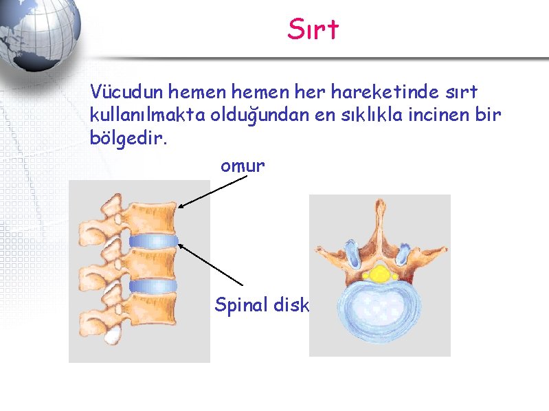 Sırt Vücudun hemen her hareketinde sırt kullanılmakta olduğundan en sıklıkla incinen bir bölgedir. omur Sırt Vücudun hemen her hareketinde sırt kullanılmakta olduğundan en sıklıkla incinen bir bölgedir. omur