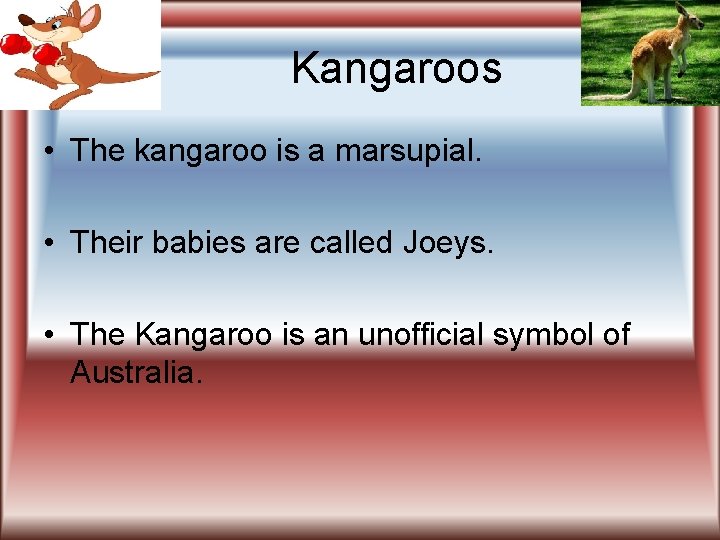 Kangaroos • The kangaroo is a marsupial. • Their babies are called Joeys. •
