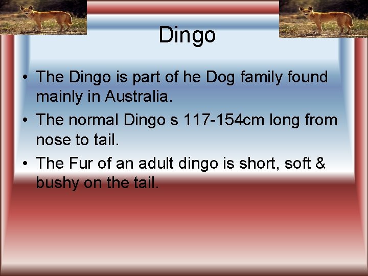 Dingo • The Dingo is part of he Dog family found mainly in Australia.
