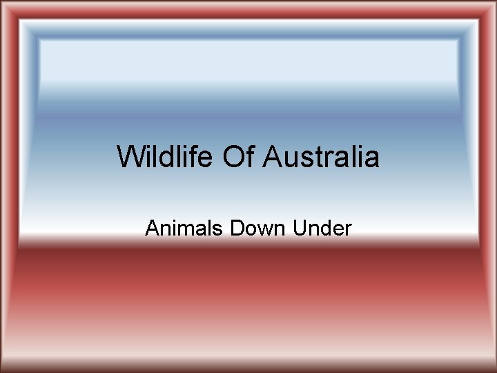 Wildlife Of Australia Animals Down Under 