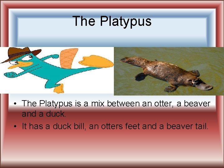 The Platypus • The Platypus is a mix between an otter, a beaver and