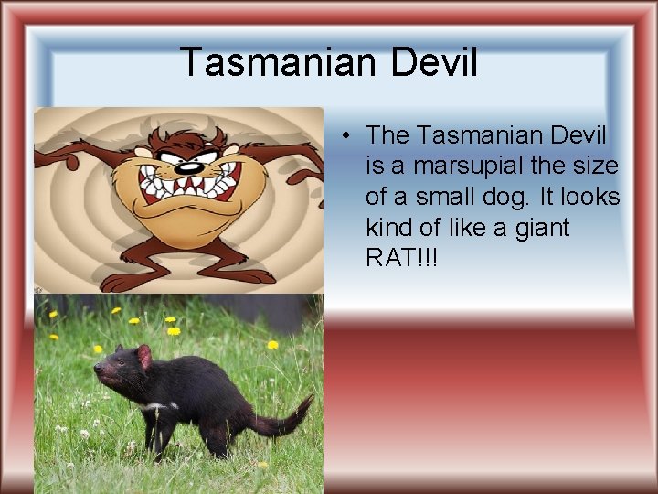 Tasmanian Devil • The Tasmanian Devil is a marsupial the size of a small