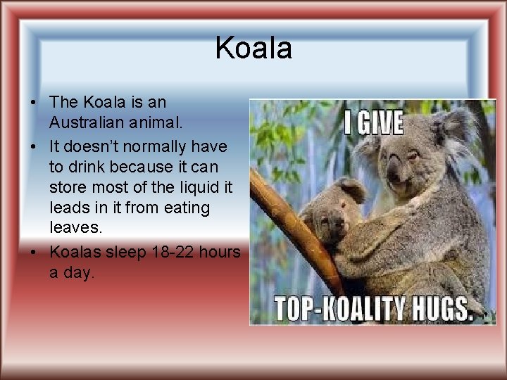 Koala • The Koala is an Australian animal. • It doesn’t normally have to
