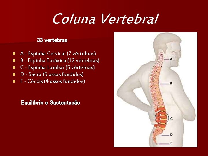 Coluna Vertebral 33 vertebras n n n A - Espinha Cervical (7 vértebras) B
