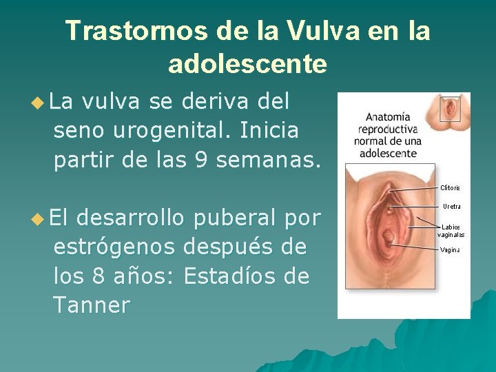 Trastornos de la Vulva en la adolescente u La vulva se deriva del seno