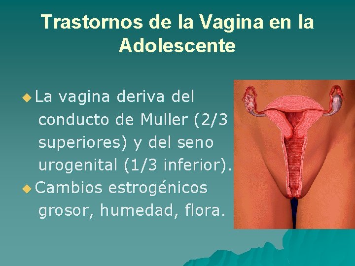 Trastornos de la Vagina en la Adolescente u La vagina deriva del conducto de