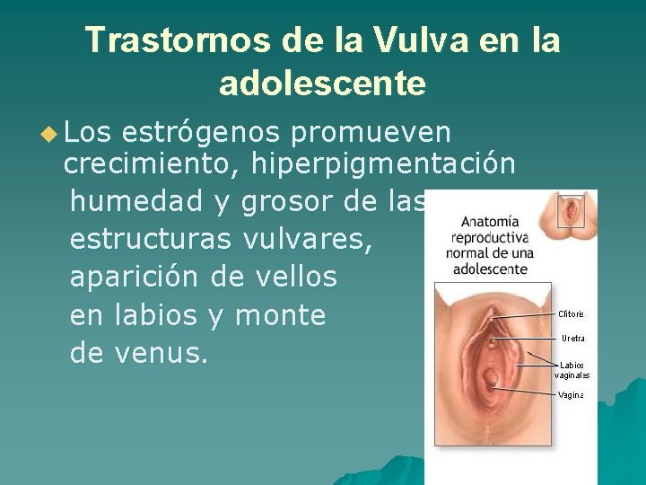 Trastornos de la Vulva en la adolescente u Los estrógenos promueven crecimiento, hiperpigmentación humedad