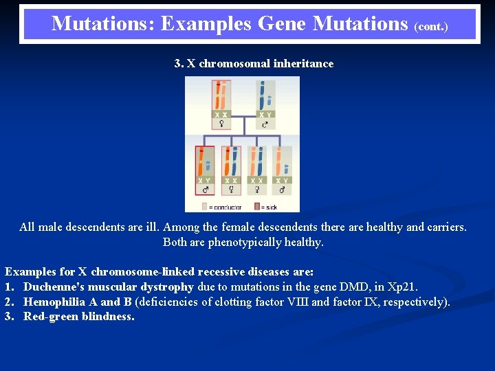 Mutations: Examples Gene Mutations (cont. ) 3. X chromosomal inheritance All male descendents are