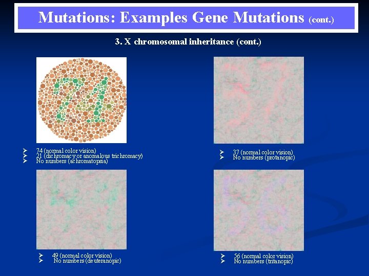 Mutations: Examples Gene Mutations (cont. ) 3. X chromosomal inheritance (cont. ) Ø Ø