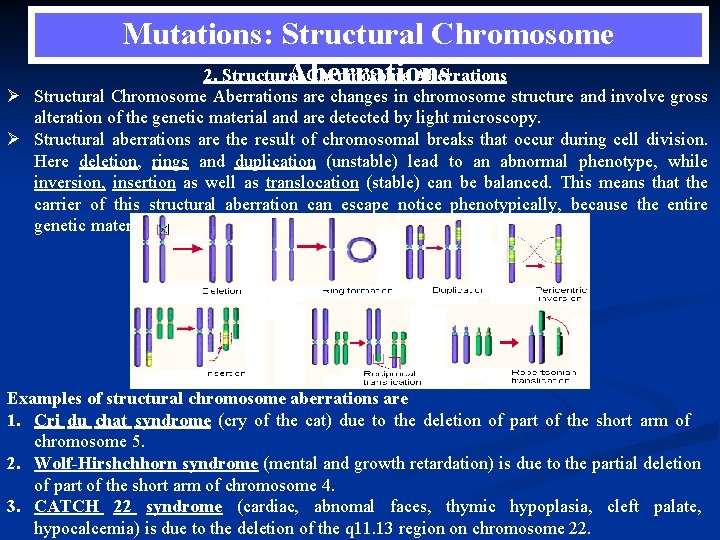 Mutations: Structural Chromosome 2. Structural Chromosome Aberrations Ø Structural Chromosome Aberrations are changes in