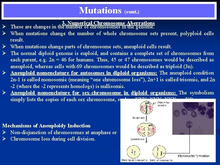 Mutations (cont. ) 3. Numerical Chromosome Aberrations Ø These are changes in the number