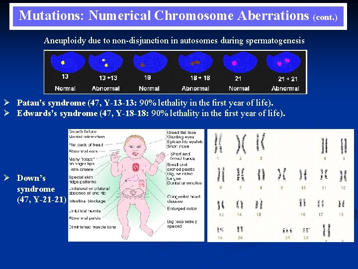 Mutations: Numerical Chromosome Aberrations (cont. ) Aneuploidy due to non-disjunction in autosomes during spermatogenesis