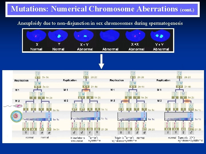 Mutations: Numerical Chromosome Aberrations (cont. ) Aneuploidy due to non-disjunction in sex chromosomes during