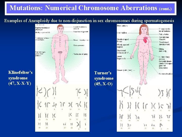 Mutations: Numerical Chromosome Aberrations (cont. ) Examples of Aneuploidy due to non-disjunction in sex