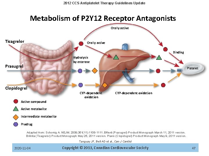 2012 CCS Antiplatelet Therapy Guidelines Update Metabolism of P 2 Y 12 Receptor Antagonists