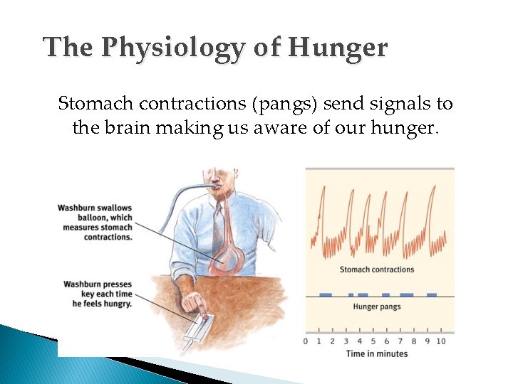 The Physiology of Hunger Stomach contractions (pangs) send signals to the brain making us